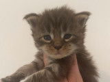 À réserver 5 chatons Maine Coons LOOF