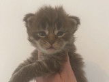À réserver 5 chatons Maine Coons LOOF