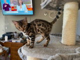 Chatons Bengal LOOF &agrave; vendre