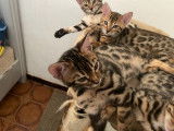 Chatons Bengal LOOF &agrave; vendre