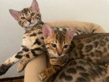 Chatons Bengal LOOF &agrave; vendre