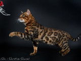 Chatons Bengal LOOF &agrave; vendre