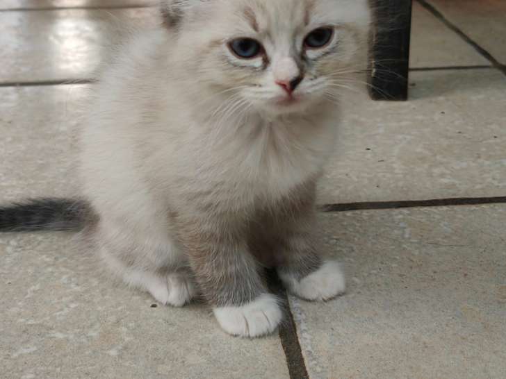 Chatons Ragdoll à vendre