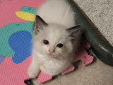 Chatons Ragdoll à vendre