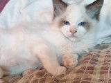 Chatons Ragdoll à vendre