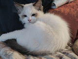 Chatons Ragdoll à vendre