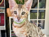 Chatons Savannah F6 à vendre