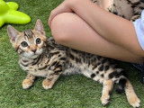 Magnifiques chatons Bengal à vendre