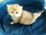 Chatons British Shorthair et British Longhair à vendre