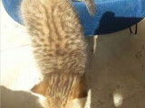 Chatons British Shorthair et British Longhair à vendre