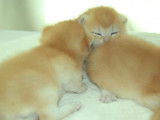 Chatons British Shorthair et British Longhair à vendre