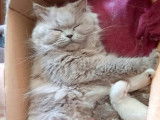 Chatons British Shorthair et British Longhair à vendre