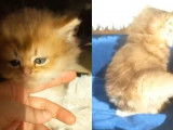 Chatons British Shorthair et British Longhair à vendre