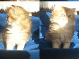 Chatons British Shorthair et British Longhair à vendre