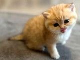 Chatons British Shorthair et British Longhair à vendre