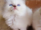 Chatons British Shorthair et British Longhair à vendre