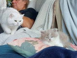 Chatons British Shorthair et British Longhair à vendre