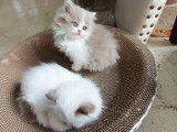 Chatons British Shorthair et British Longhair à vendre