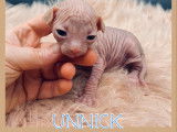Chatons Sphynx LOOF &agrave; vendre