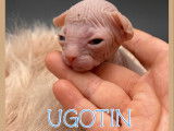 Chatons Sphynx LOOF &agrave; vendre