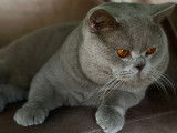 British Shorthair lilac disponible pour saillie