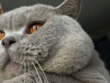 British Shorthair lilac disponible pour saillie