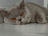 British Shorthair lilac disponible pour saillie
