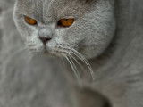 British Shorthair lilac disponible pour saillie