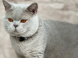British Shorthair lilac disponible pour saillie