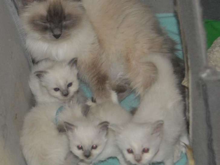 À réserver : 4 chatons Sacrés de Birmanie LOOF, d'avril 2023