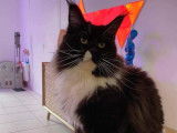 Un chat Maine Coon LOOF, disponible pour saillie