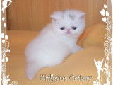 4 chatons Persans LOOF, de mars 2023, à réserver