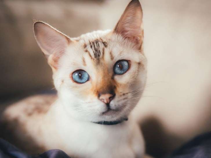 Une chatte Savannah LOOF, de juillet 2020, à vendre