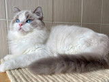 Chaton Ragdoll Pure Blue Bicolor