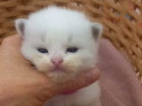 Chaton Ragdoll Pure Blue Bicolor