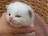 Chaton Ragdoll Pure Blue Bicolor