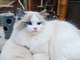 Chaton Ragdoll Pure Blue Bicolor
