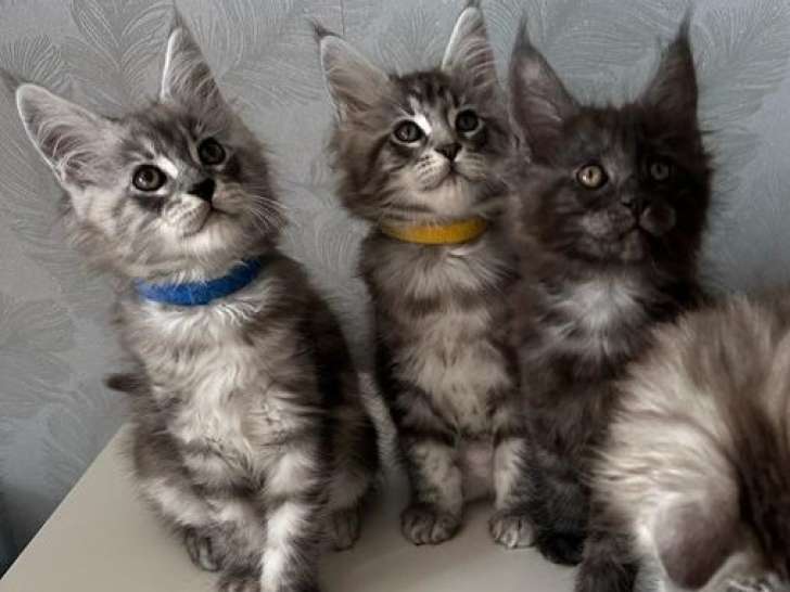 4 magnifiques chatons Maine Coon de pure race à réserver
