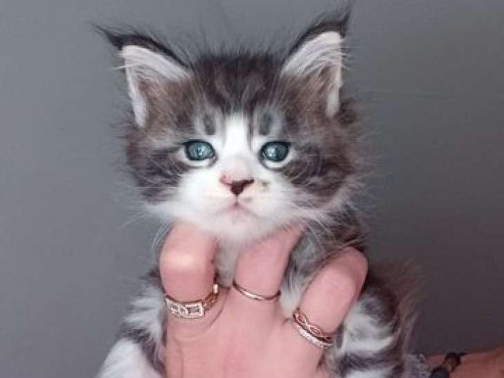 4 chatons Maine Coons LOOF disponibles