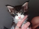 4 chatons Maine Coons LOOF disponibles