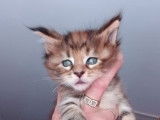 4 chatons Maine Coons LOOF disponibles