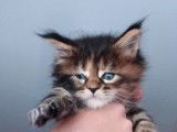 4 chatons Maine Coons LOOF disponibles