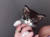 4 chatons Maine Coons LOOF disponibles