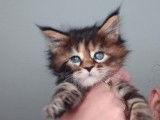 4 chatons Maine Coons LOOF disponibles
