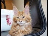 4 chatons Maine Coons LOOF disponibles