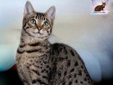 Une chatonne Savannah F6 LOOF à acheter
