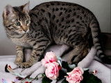 Une chatonne Savannah F6 LOOF à acheter