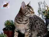 Une chatonne Savannah F6 LOOF à acheter