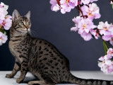 Une chatonne Savannah F6 LOOF à acheter