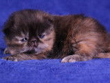 Chatonne Exotic Shorthair LOOF au pelage tortie à vendre